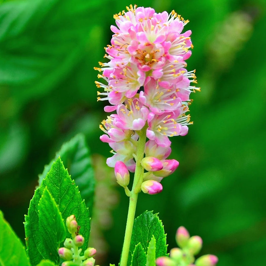 CLETHRA ALNIFOLIA - RUBY SPICE