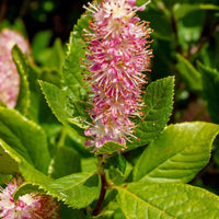 CLETHRA ALNIFOLIA - RUBY SPICE