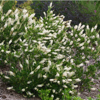 CLETHRA ALNIFOLIA - VANILLA SPICE