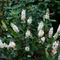 CLETHRA ALNIFOLIA - VANILLA SPICE