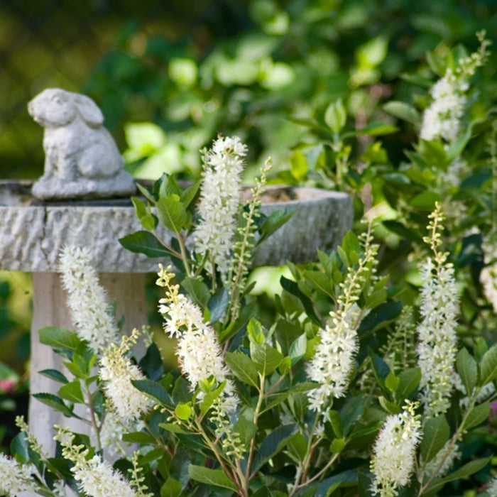 CLETHRA ALNIFOLIA - VANILLA SPICE