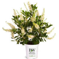 CLETHRA ALNIFOLIA - VANILLA SPICE