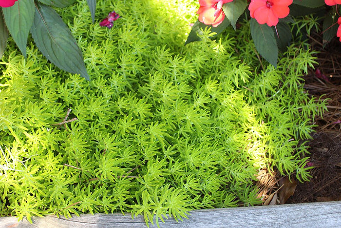 SEDUM - LEMON BALL