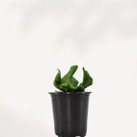 NEPHROLEPIS OBLITERATA