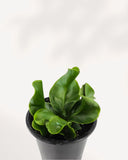 NEPHROLEPIS OBLITERATA