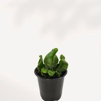 NEPHROLEPIS OBLITERATA