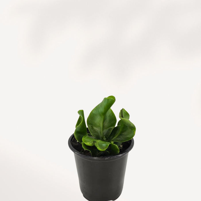 NEPHROLEPIS OBLITERATA