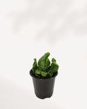 NEPHROLEPIS OBLITERATA