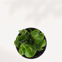 NEPHROLEPIS OBLITERATA