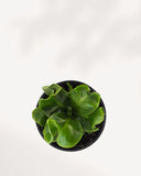 NEPHROLEPIS OBLITERATA