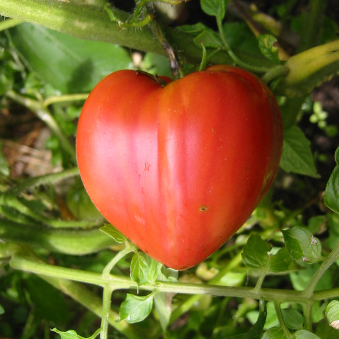 TOMATE - COEUR DE BOEUF ROSE
