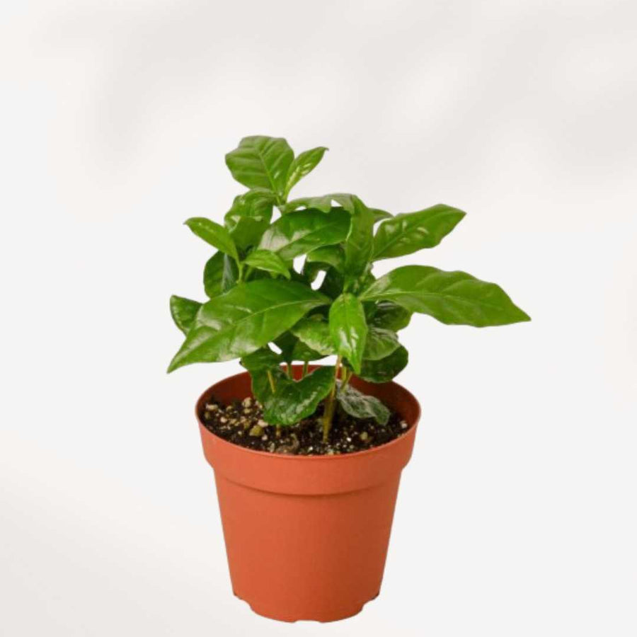 COFFEA ARABICA