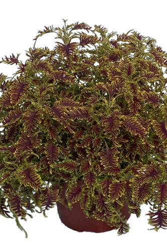COLEUS - SKELETAL