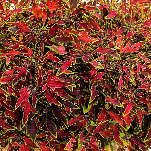 COLEUS COLORBLAZE MINI ME WATERMELON - PW