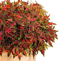 COLEUS COLORBLAZE MINI ME WATERMELON - PW