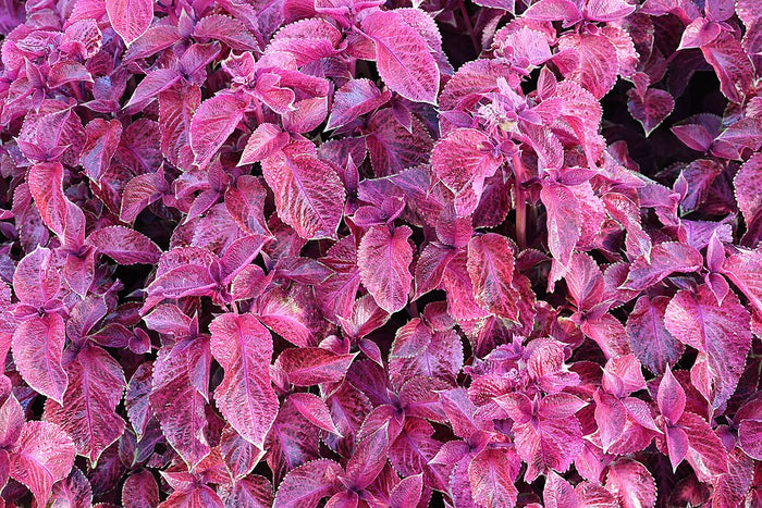 RED COLEUS