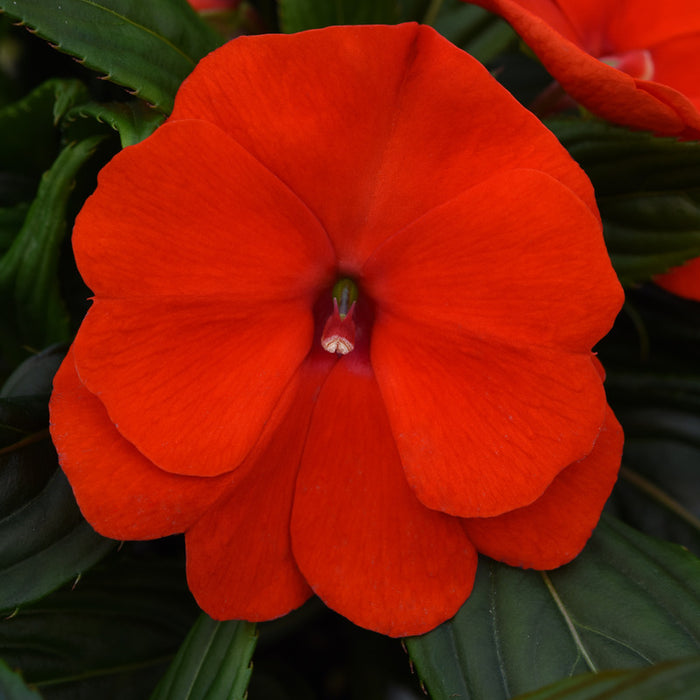 IMPATIENS NOUVELLE GUINÉE - ORANGE