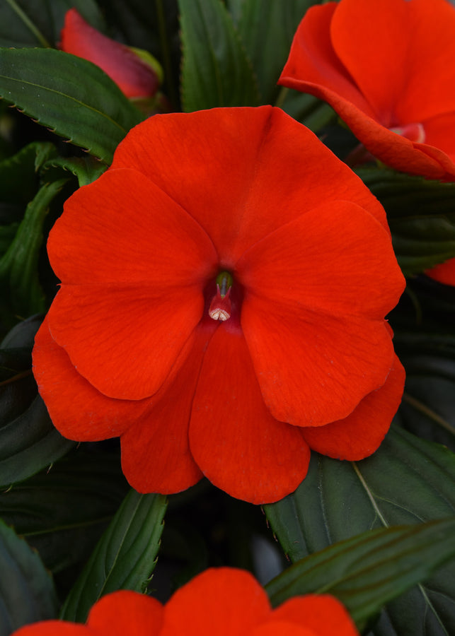 IMPATIENS NOUVELLE GUINÉE - ORANGE