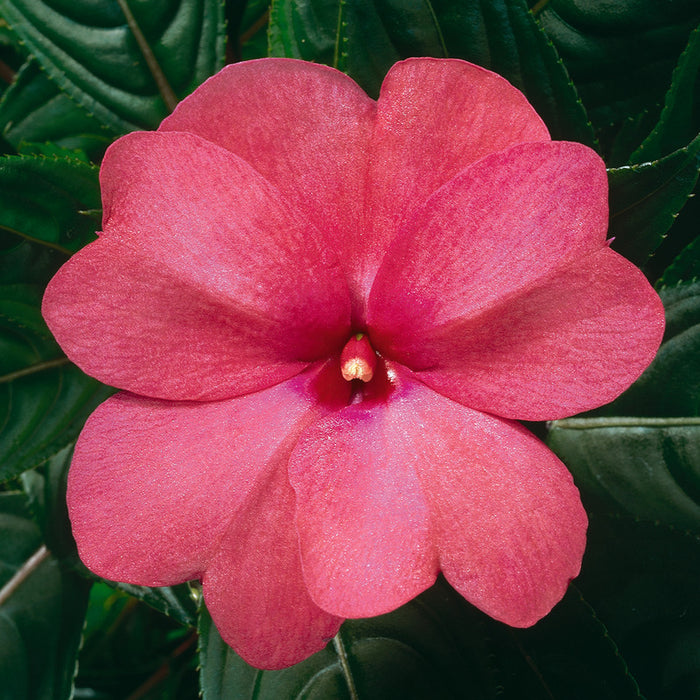 IMPATIENS NOUVELLE GUINÉE - PINK
