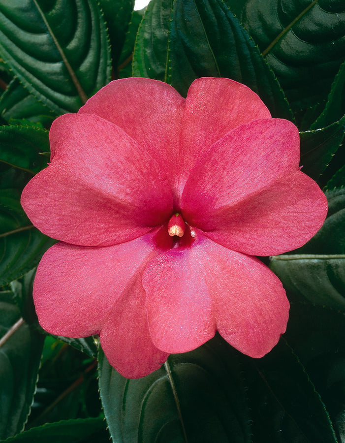 IMPATIENS NOUVELLE GUINÉE - PINK