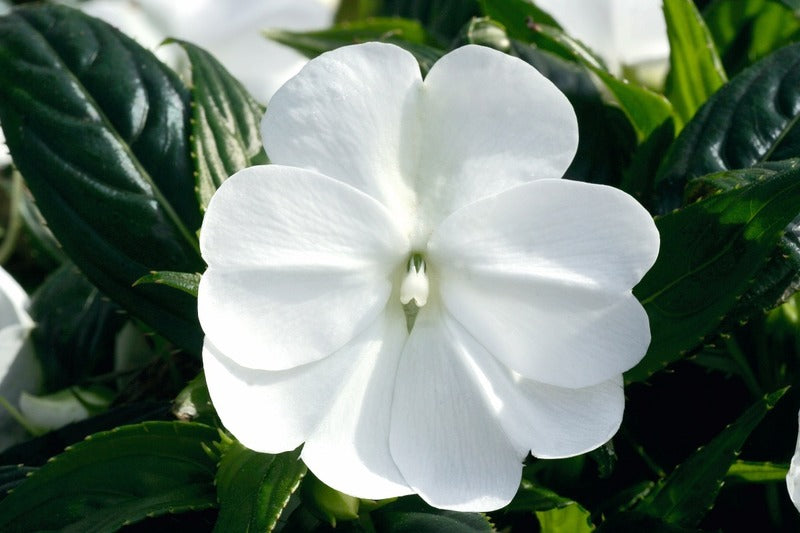 IMPATIENS NOUVELLE GUINÉE - BLANC