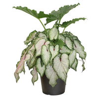 COMBO ALOCASIA / CALADIUM PW