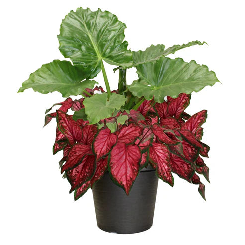 COMBO ALOCASIA / CALADIUM PW