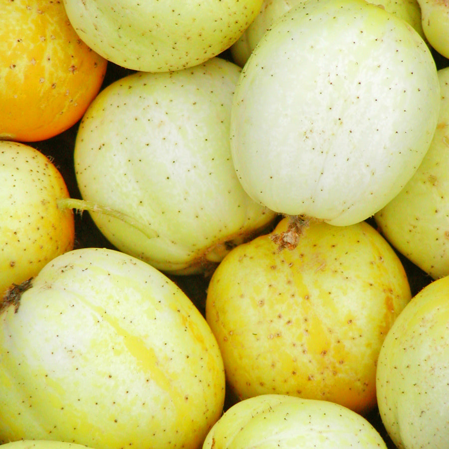 SEMENCES BIOLOGIQUES: CONCOMBRE CITRON