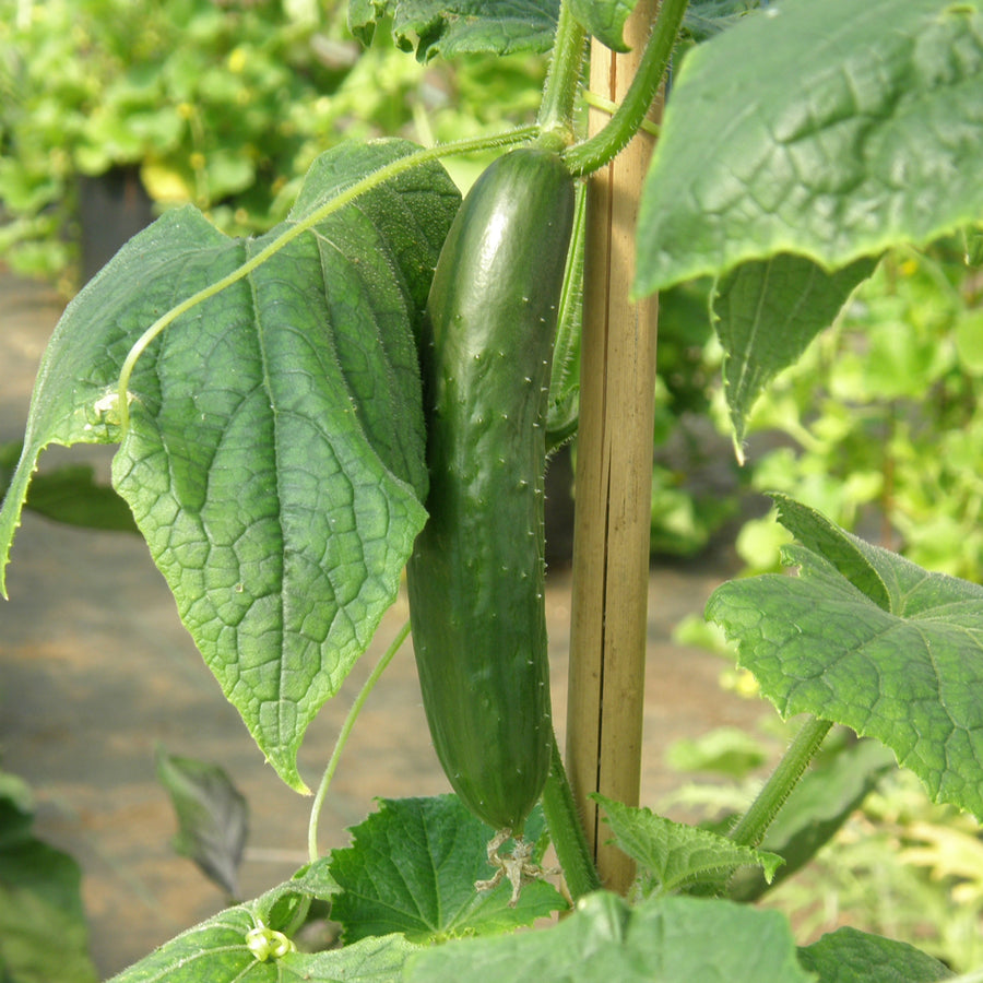 SEMENCES BIOLOGIQUES: CONCOMBRE LIBANAIS GREEN FINGER