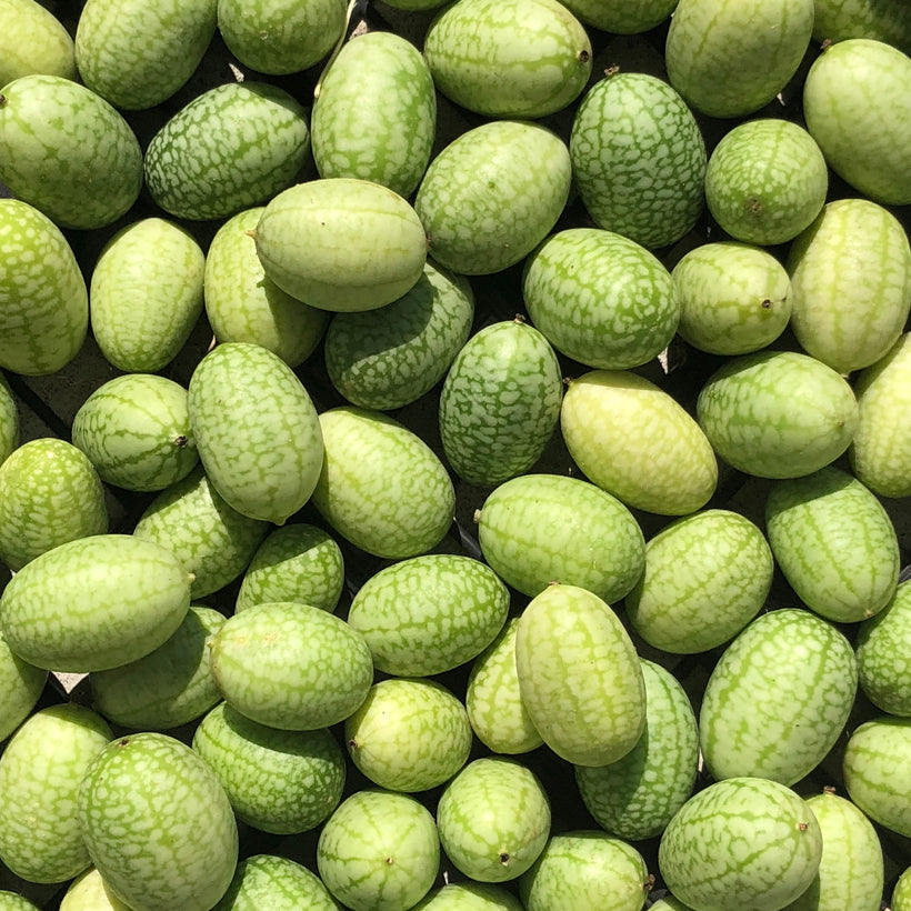 SEMENCES BIOLOGIQUES: CONCOMBRE MEXICAIN