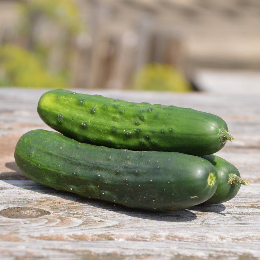 SEMENCES BIOLOGIQUES: CONCOMBRE CORNICHON EARLY RUSSIAN