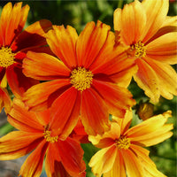COREOPSIS X LI'L BANG™ - DARLING CLEMENTINE