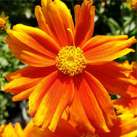COREOPSIS X LI'L BANG™ - DARLING CLEMENTINE