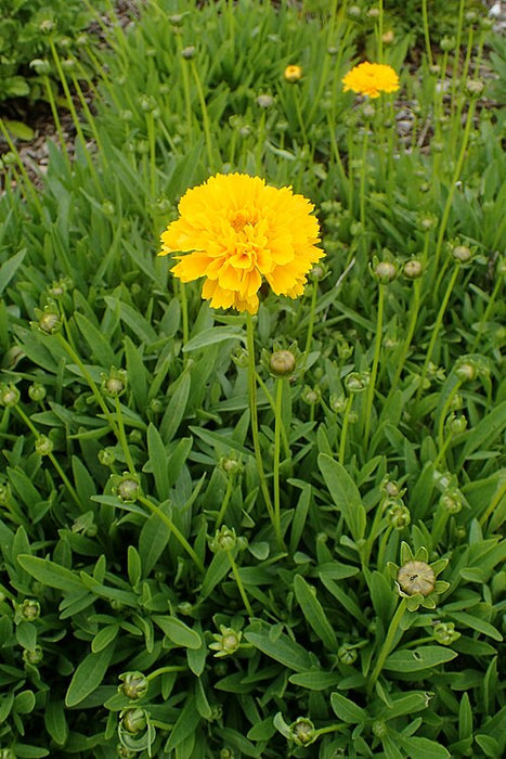 COREOPSIS GRANDIFLORA - EARLY SUNRISE