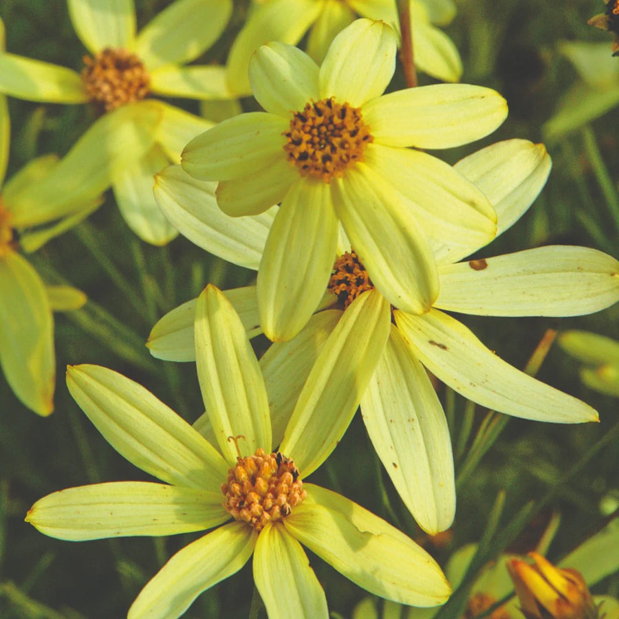 COREOPSIS VERTICILLATA - MOONBEAM
