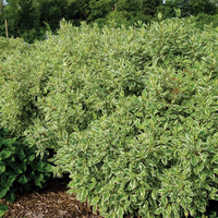 CORNUS ALBA IVORY HALO - BAILHALO