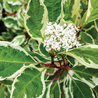 CORNUS ALBA IVORY HALO - BAILHALO