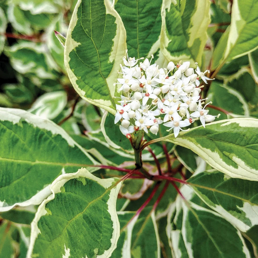 CORNUS ALBA IVORY HALO - BAILHALO