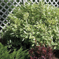 CORNUS ALBA IVORY HALO - BAILHALO