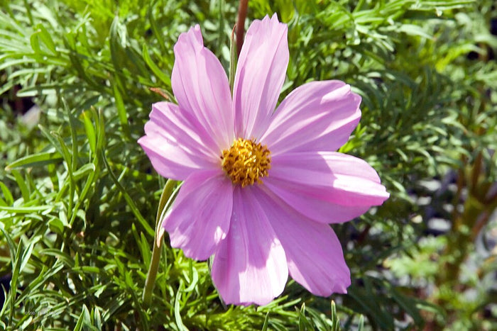 COSMOS SONATA - ROSE