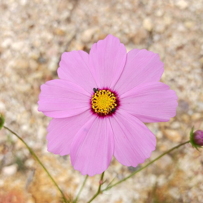 COSMOS BIPINNATUS