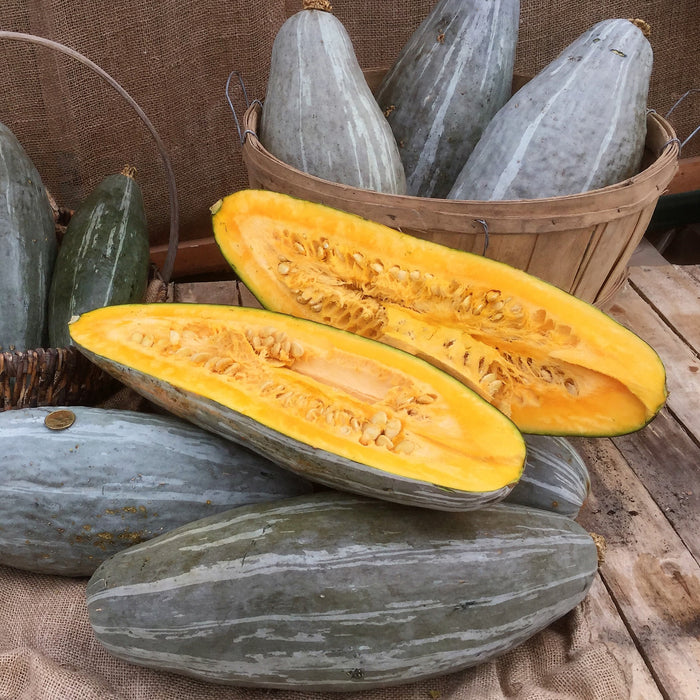 SEMENCES BIOLOGIQUES: COURGE BLEUE DE GUATEMALA