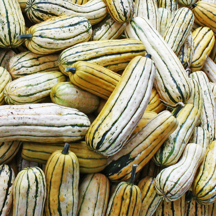 SEMENCES BIOLOGIQUES: COURGE DELICATA