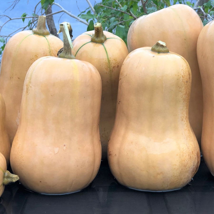 SEMENCES BIOLOGIQUES: COURGE PONCA BABY BUTTERNUT