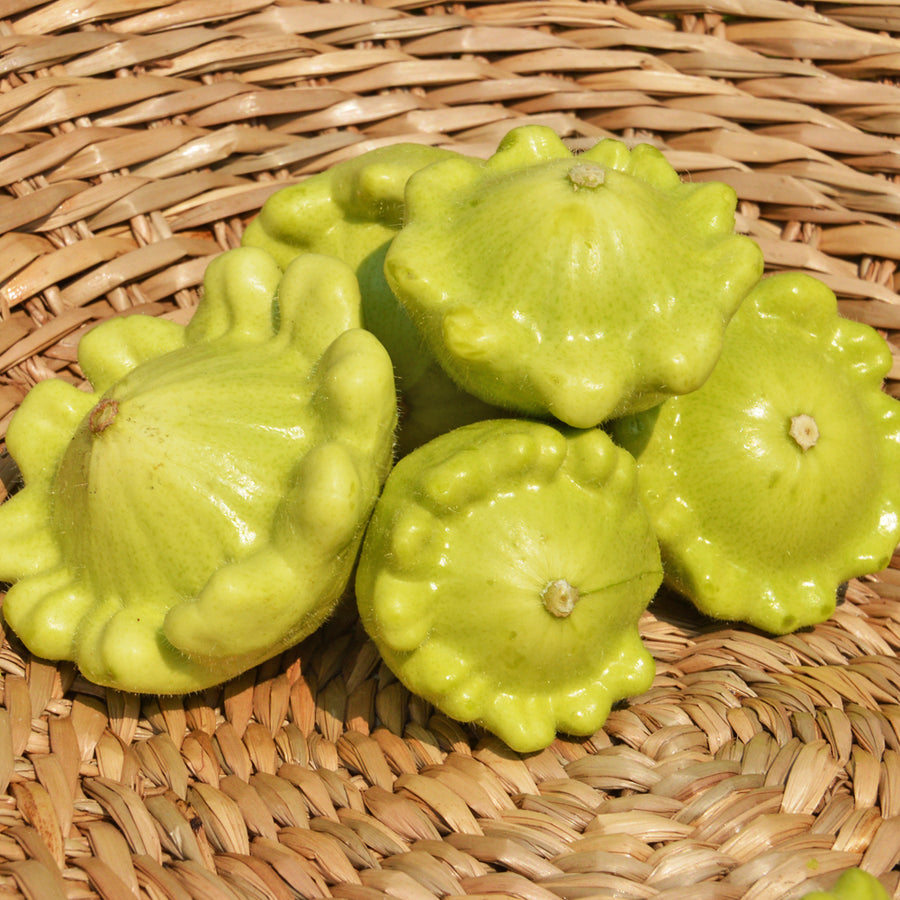 SEMENCES BIOLOGIQUES: COURGETTE PATISSON JAUNE ET VERT