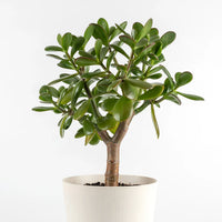 CRASSULA JADE BONSAI