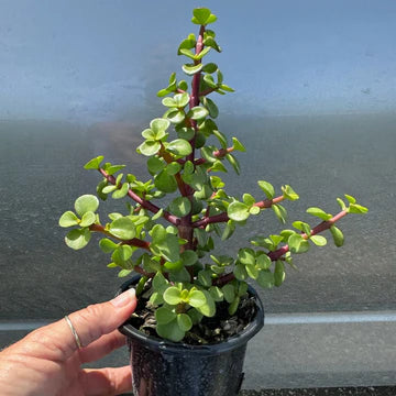 CRASSULA JADE BONSAI
