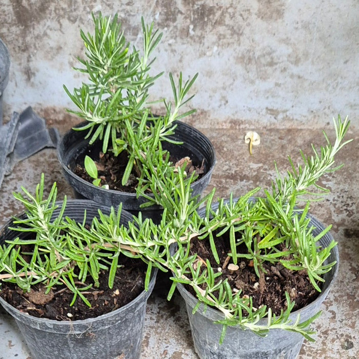 ROSEMARY - CREEPING