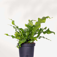 MICROSORUM MUSIFOLIUM - CROCODYLLUS