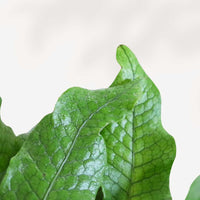 MICROSORUM MUSIFOLIUM - CROCODYLLUS